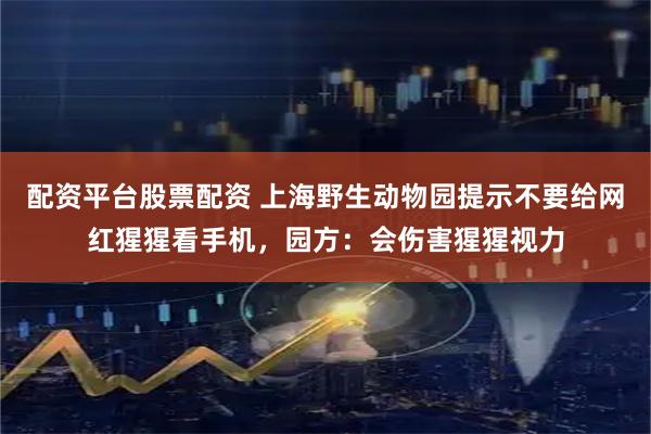 配资平台股票配资 上海野生动物园提示不要给网红猩猩看手机，园方：会伤害猩猩视力